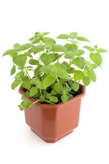 Mint herb growing in flowerpot over white
