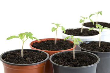 Young seedlings of cherry tomato in pots over white close up