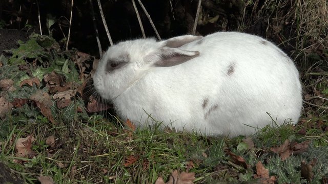 Wei&szlig;es Kaninchen schl&auml;ft in der Natur