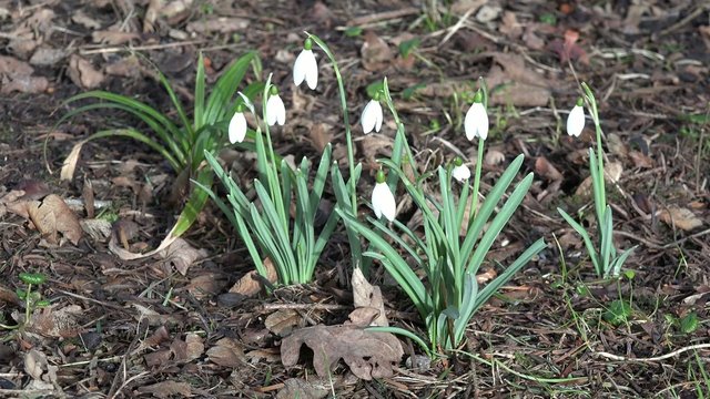 Schneegl&ouml;ckchen im Fr&uuml;hling