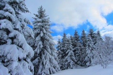 Paysage enneigé