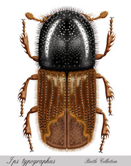 bark beetle, ips typographus - obrazy, fototapety, plakaty