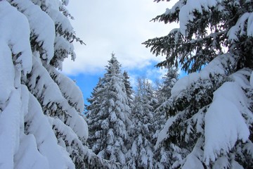 Paysage enneigé