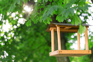 Fototapeta na wymiar bird feeder trees