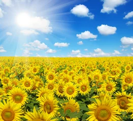 Zelfklevend Fotobehang field of sunflowers © Alekss