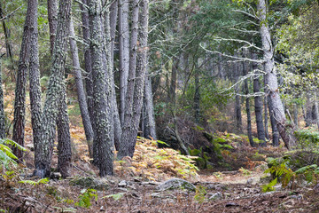 Pinos en Iruelas. Ávila