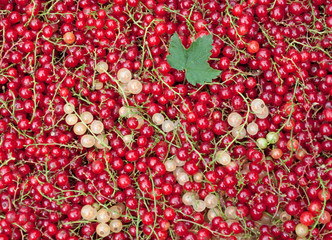 Johannisbeeren