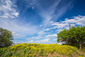 Obraz premium field on a background of the sky