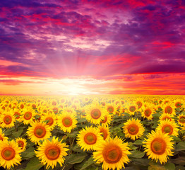 Obraz premium field of sunflowers