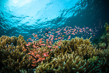 Fototapeta na wymiar schooler fish bunaken sulawesi indonesia underwater photo