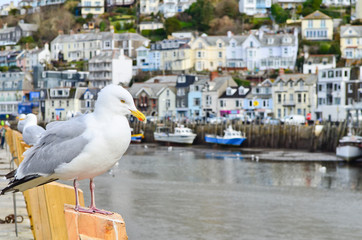 Seagull in a typically British seaside town setting