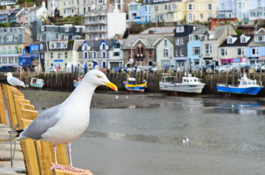 Seagull In A Typically British Seaside Town Setting