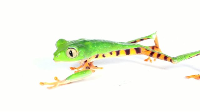 Tiger-striped Leaf Frog (Phyllomedusa tomopterna)