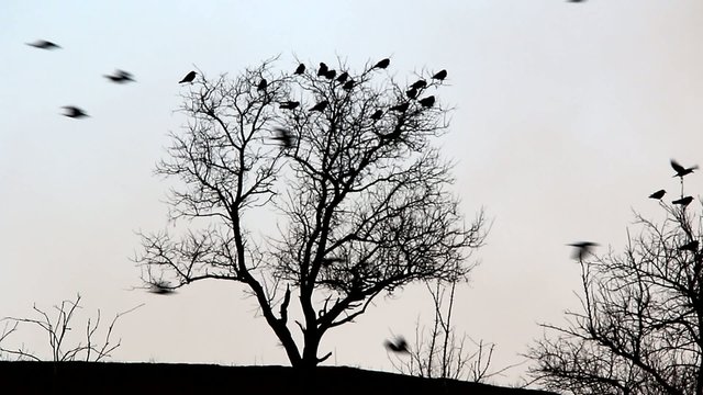 flock of birds flying against a tree