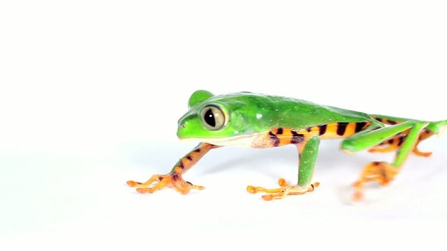 Tiger-striped Leaf Frog (Phyllomedusa tomopterna)