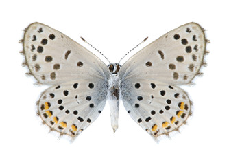 Butterfly Pseudophilotes vicrama astabene (female) (underside)
