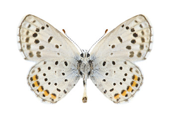 Butterfly Pseudophilotes vicrama astabene (male) (underside)