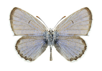 Obraz premium Butterfly Pseudophilotes vicrama astabene (male)