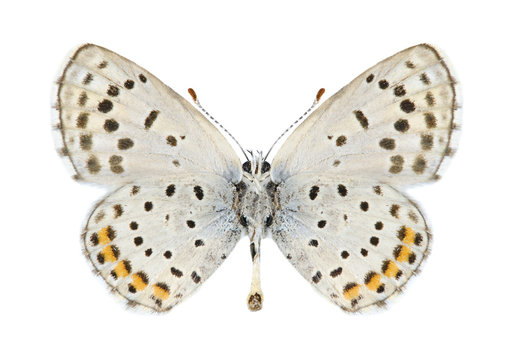 Butterfly Pseudophilotes vicrama astabene (male) (underside)