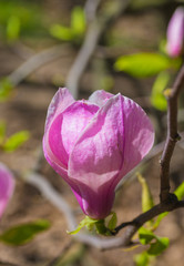 Magnolia blooms in spring
