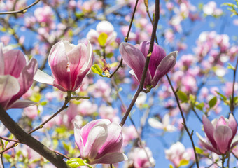 Magnolia blooms in spring