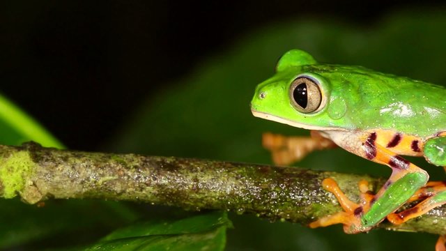 Tiger-striped Leaf Frog (Phyllomedusa tomopterna)