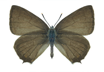 Butterfly Quercusia quercus (male)