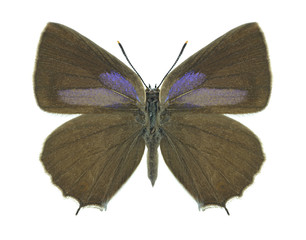 Butterfly Quercusia quercus (female)