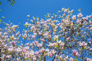 Magnolia blooms in spring