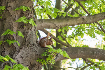 Squirrel eating nut in green forest.