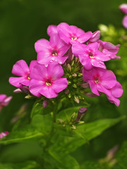 Blooming pink phlox