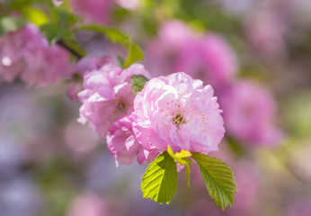 Fototapeta na wymiar closed up of cherry blossom