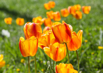 Orange tulip flower close-up in field