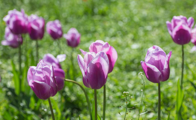 Purple tulip on a green background