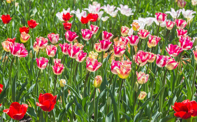 Fototapeta premium Flower bed of multicolor tulips