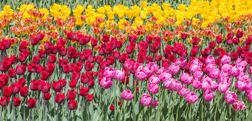 Flower bed of multicolor tulips