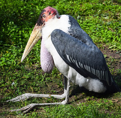 Marabou is sitting in the grass