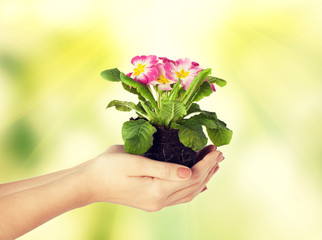 woman's hands holding flower in soil