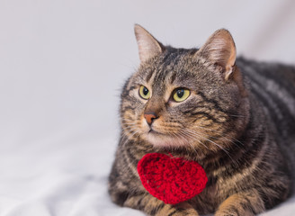 Cat relaxing on the couch.