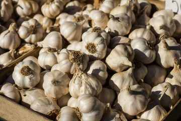 Garlic On the Market