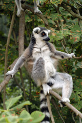 Ring-tailed lemur (Lemur catta). .