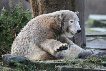 Fototapeta premium Young polar bear (Ursus maritimus).