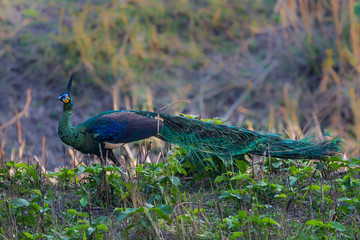 Naklejka premium Full body of Male Peacock(Pavo cristatus) walking