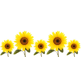 summer background with flowers sunflower