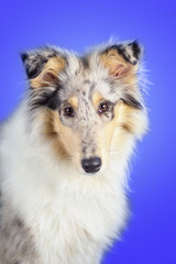 Collie Baby