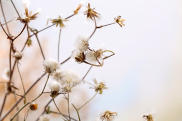 Dried wildflowers on light background