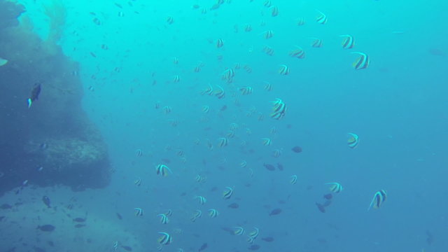 school of pennant coralfish