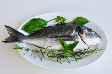 Fresh fish 2