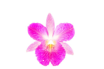 Thailand orchid on white background.