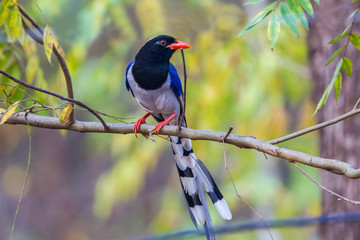 Fototapeta premium Red-billed blue magpie( Urocissa erythrorhyncha)